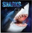 sharks